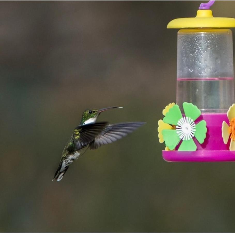 טרלאו El Colibri Cabanas De La Naturaleza מראה חיצוני תמונה